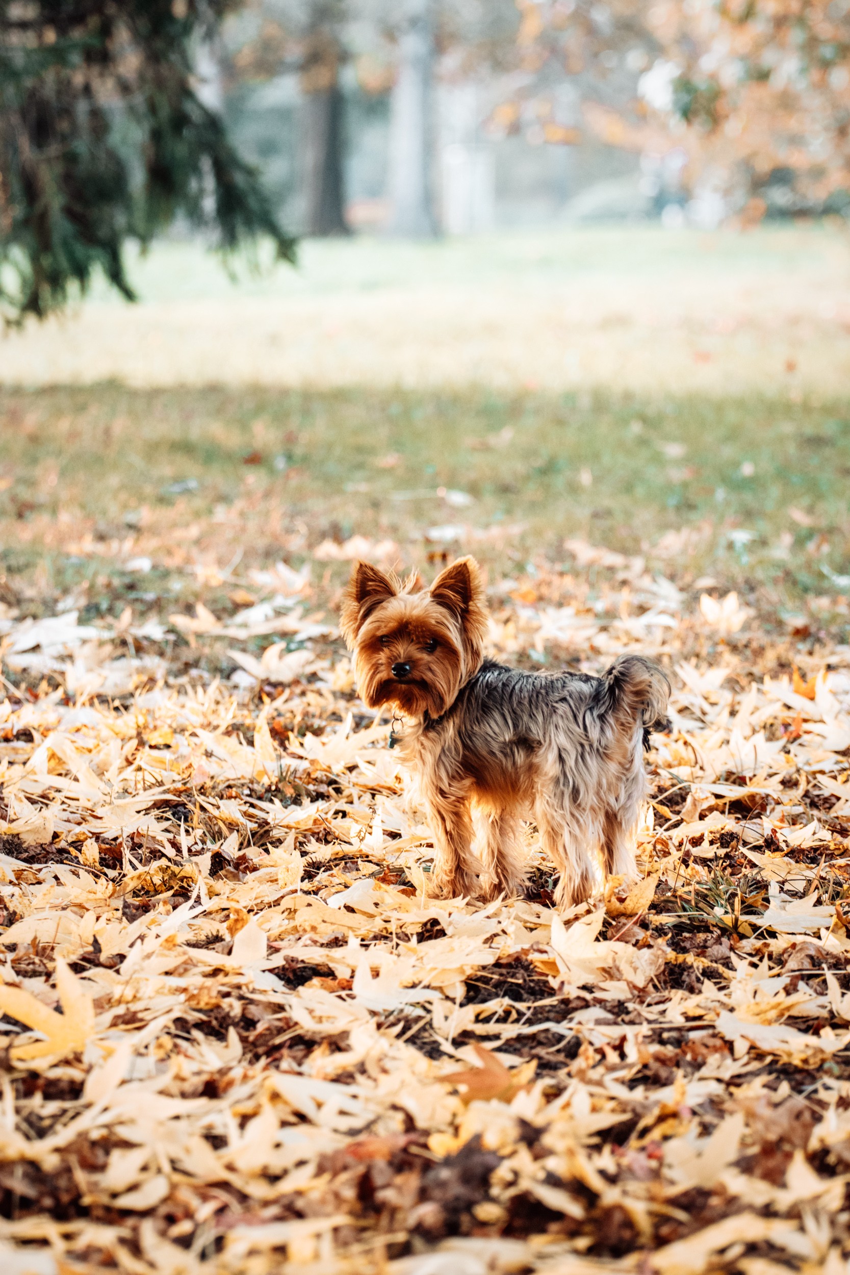 Fotografiranje psa v parku jeseni
